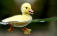 /album/hayvanlar-alemi/www-wallpapersharing-com-duckling-hd-wallpaper-jpg/